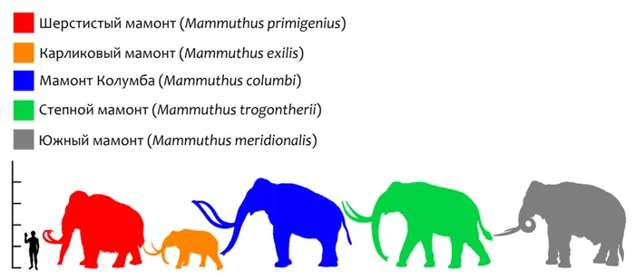 Mammuthus_Size_comparison-ru